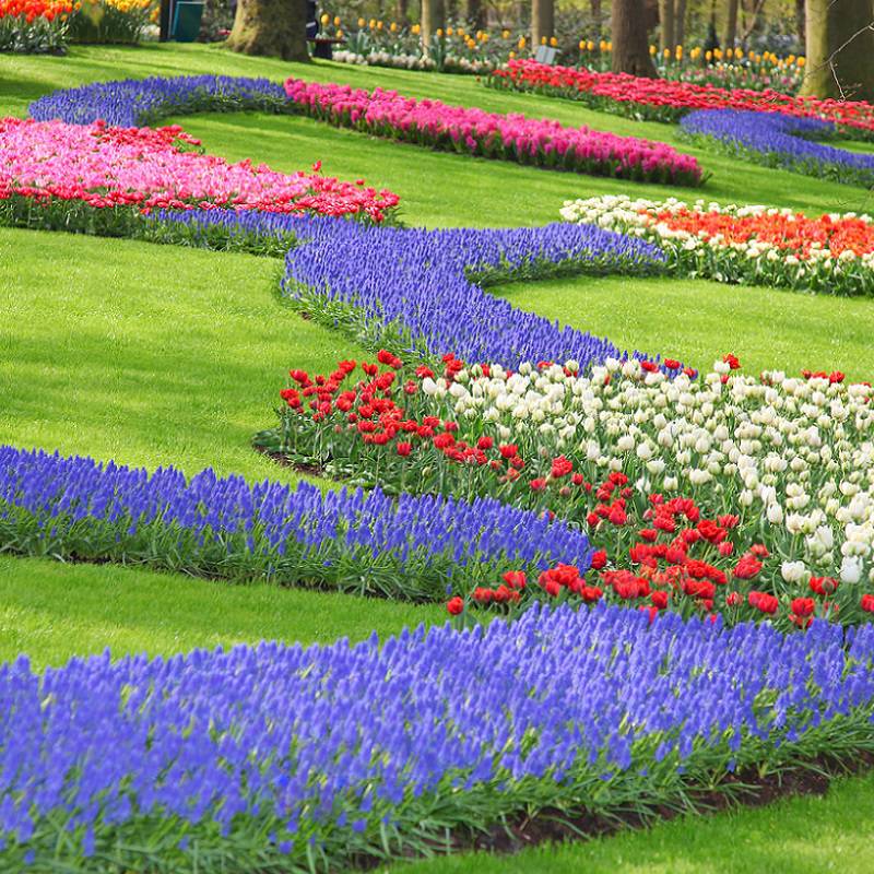 Keukenhof tour 