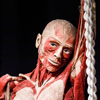 Plastinated body at BODY WORLDS