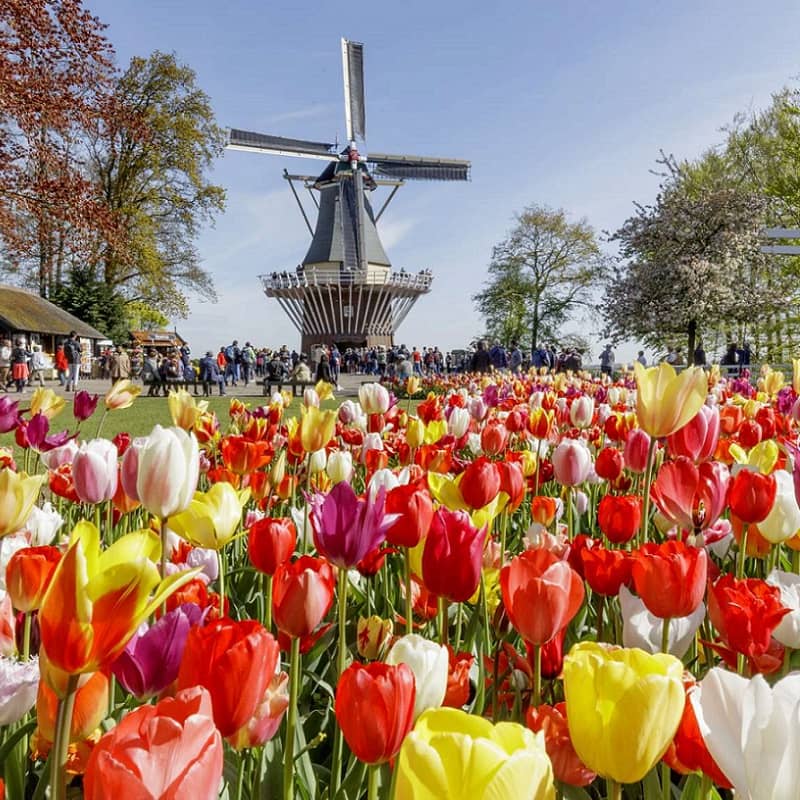 Tulip field with windmill in the back as seen during the Keukenhof tour 